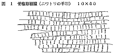 筋肉の観察（横紋筋と平滑筋